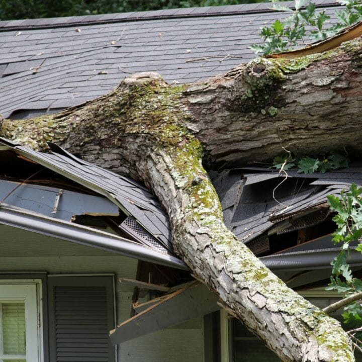 Emergency Tree Service