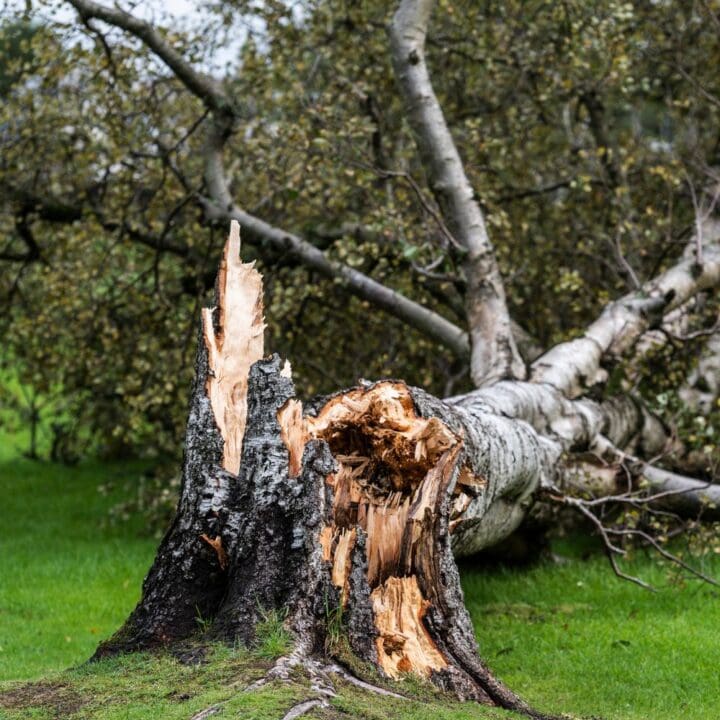Damage