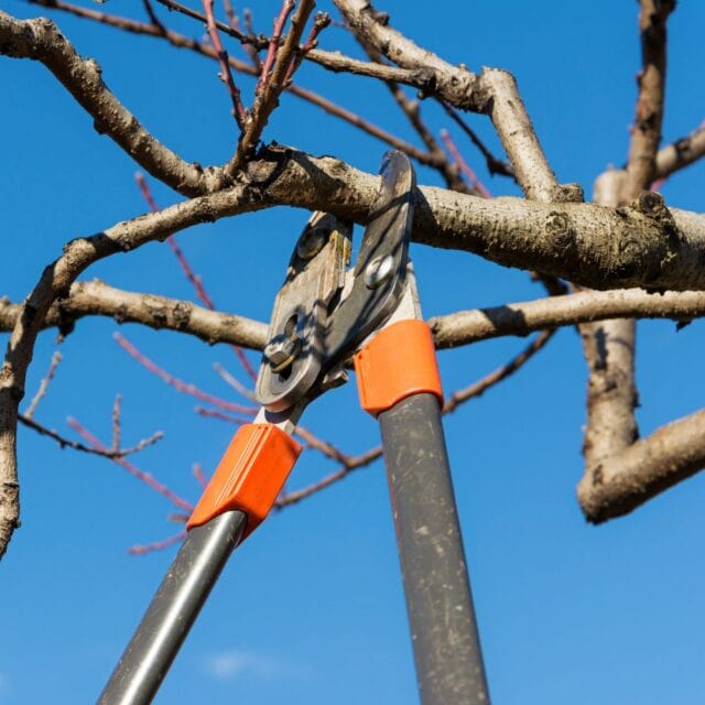 Tree Prunning